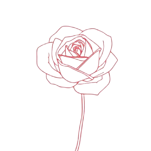 Hand-drawn blooming rose illustration representing Step 5 Radiate — living authentically and inspiring others
